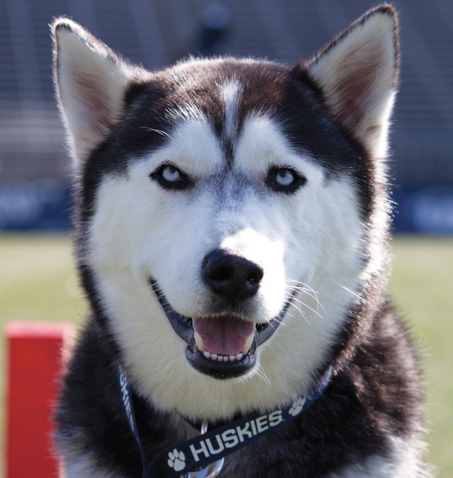 4/11/2015 Football by Jon Kulakofsky